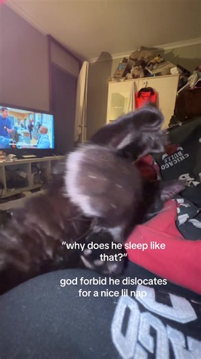 Understanding Why Cats Sleep in Unique Positions