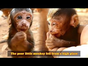 After the poor little monkey fell from the tree, his nose was broken and his eyes were swollen