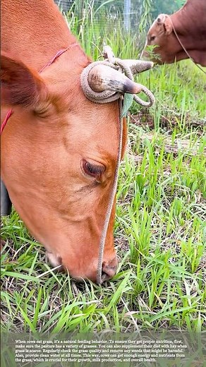 Cows Eating Grass: Ensure Proper Nutrition #smartfarming #gardeningtips