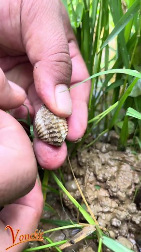 Pearls foubd within a clam? 💎💎💎 | Vonchic.com