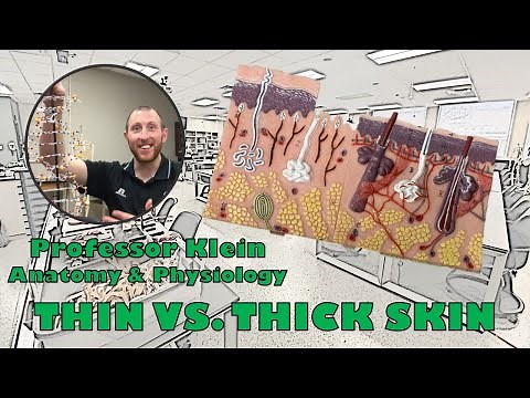 What’s the difference between thin and thick skin? (Small Skin Model)
