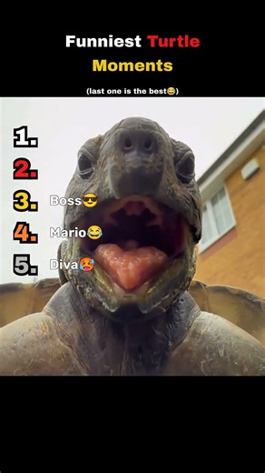 Funniest Turtle Moments