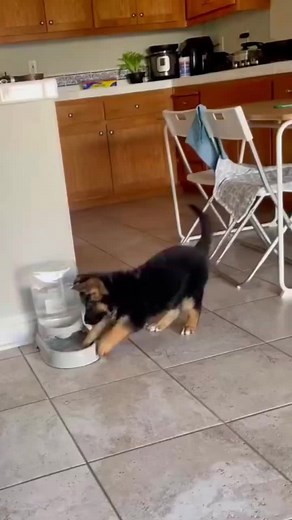 和水打起来了😂😂😂#baby #cute #dogsoftiktok #귀여워 #小狗日常 #dog #shepherd #셰퍼드