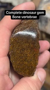 Another mazing dinosaur vertebrae! #gembone #dinosaur #Utah #lapidary #fypchallenge | William Ledbetter