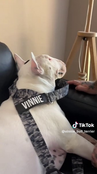 Vinnie Bull Terrier on TikTok