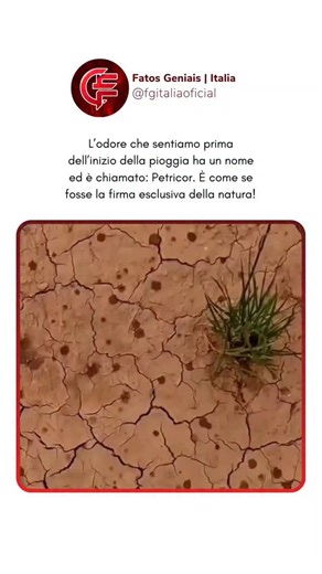 Fatos Geniais | Italia on Instagram: "Il petricor non è solo un odore — è quasi una firma della natura che annuncia l’arrivo della pioggia. Immagina l’aria carica di particelle invisibili, liberate dal suolo e dalle piante quando l’umidità tocca la superficie. Questo profumo terroso e fresco è il risultato della geosmina prodotta dai batteri, mescolata a oli vegetali e, in certi momenti, persino a tracce di ozono portate dal vento. L’impatto è viscerale: chi percepisce questo aroma avverte un ca