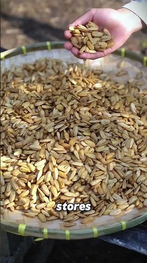 The Making of Sunflower Seeds