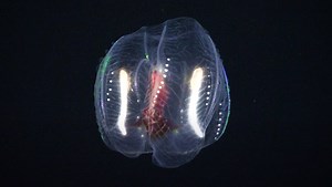 Sub Spots Vast Array of Freaky Sea Creatures on Test Dive