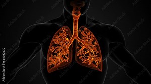 Anatomical structure of the lungs and Respiratory System