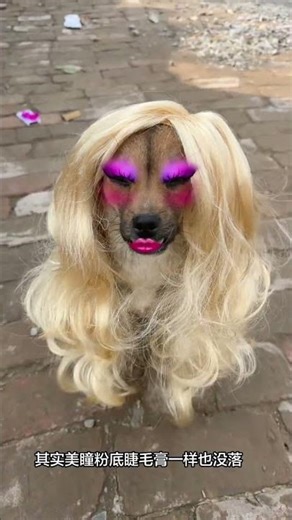 Adorable Chinese Village Dog - Meet Tutu