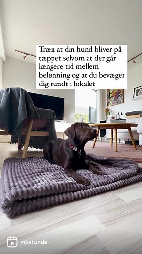 Effektiv hundetræning med tæppesignal