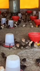 Poultry farming #Murgi #poultry | Farming Guide | Facebook