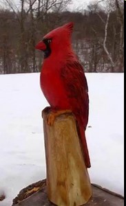 Beautiful Chainsaw Carved Cardinal!!! 🐦❄️💖❄️🐦 What do you think? Visit us: www.myincrediblerecipes.com via: http://minnesotachainsawart.com/birds.html | Recipes From Heaven