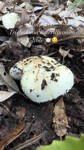 #Matsutake season has arrived in California! This is #Tricholomamurrillianum, a mycorrhizal mushroom with solid dense flesh and a perfume spicy seafood aroma that is highly valued in Japanese cuisine. Prime specimens of the mushroom fetch a high price in Asia. Here in California it associates with Tan Oak and can be found Fall-Winter. In other areas Matsutake associate with Pine, Spruce, and other tree species. It can be mistaken for Russula brevipes, Catethelasma species, or its deadly toxic lo