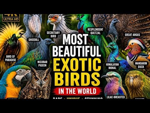 Most Beautiful Exotic Birds in the World 🌈 (4K)