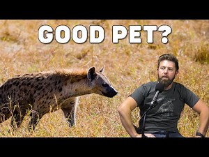Can Hyenas Be Domesticated?