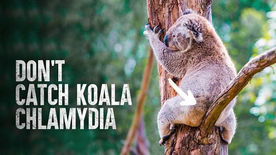 How to handle a koala attack