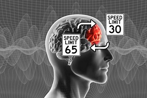 Thalamus plays a role in cognitive flexibility | Neuroscience