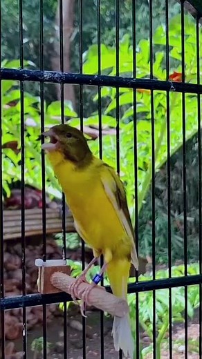 The Best Belgian Canary Sounds!! Canary Training