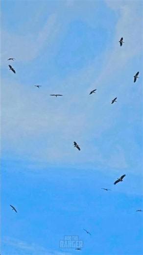 Circling Storks 😍😍 #Wildlife #Safari