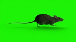 Rat Runs On Green Screenloop Stock Footage Video (100% Royalty-free) 24310862 | Shutterstock