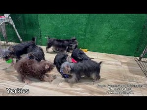 SUPER SALE Yorkie Puppies For Sale Through July Puppy Play Day #forsale