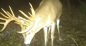 20 Monster Bucks That Will Make You Want to Buy a Trail Cam