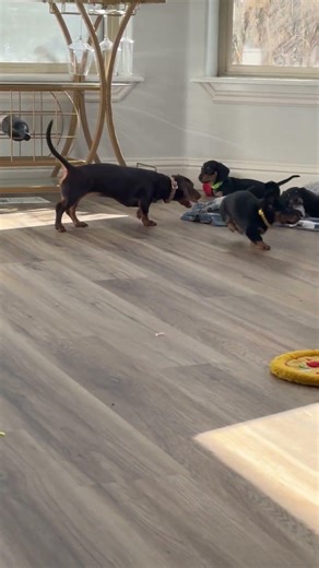Puppy Stampede! You Won’t Believe This Madness 🐾💨 #doxiesquad #puppy #barkbox #dachshund #dogbreed