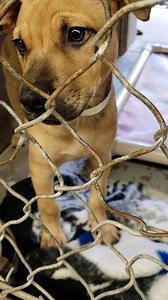 ADOPTED #A4106258 Intake 7/18 Hold Up 7/21 1pm Found @ 7th St & Broadway Rd, PHX Next Door Zip Code: 85040 This SWEET baby came in as a Stray out of Phoenix & is patiently waiting for his Owners to come for him in the last hours of his Stray Hold! He is listed as a 4 month old Lab Mix, not yet neutered or chipped & not wearing a collar. He is about 18lbs & was happy to have some yummy snacks but he is really ready to get out that kennel & get some LOVE 😍 PLEASE Share him in hopes his Owners are