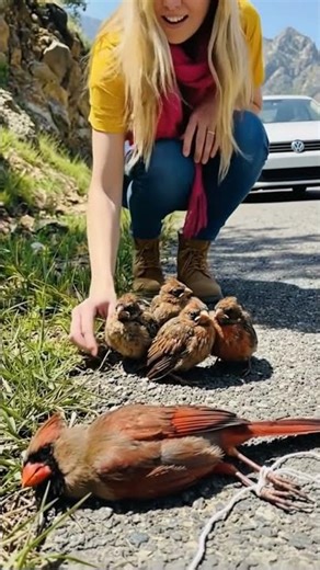 A Woman’s Kindness Rescues a Helpless Northern Cardinal Mother with Her Chicks