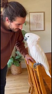 __“Say Hello_ A Cockatoo’s Perfect First Word”___ #talkingbird #baby #fblifestyles #birds #parrots #cockatoo #cockatoolife | Kakadu Life