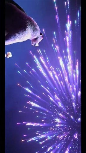 puss in boots short cartoon #viral #animatedcartoon