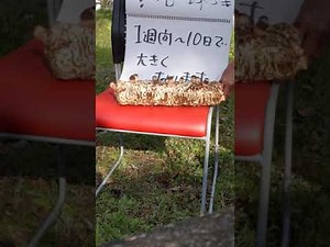 【公式ハルカインターナショナル】シイタケ菌床栽培紹介動画