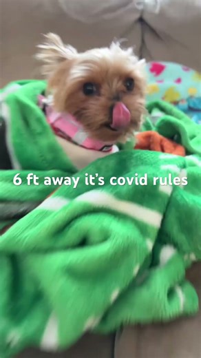 I guess it’s Bambis rules now #bambithedojadog #puppy #teambambi #babyanimal #fypシ #yorkie #cute