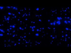 Tyler Breeze Titantron 2016-2019 HD