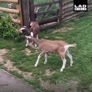 When animals decide they want to go for a little wander, all hell breaks loose 😂😂 | LADbible