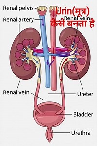 Urin Formation// How to produce urin in human body Formation#UrinFormation#UrineFormation