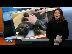 Possible cat abuse under investigation