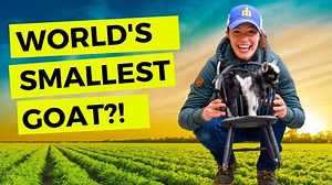 The World's Smallest Goat | My 5 Year Quest For a World Record 🐐 #farm #farming #goat #usa | Anne of All Trades