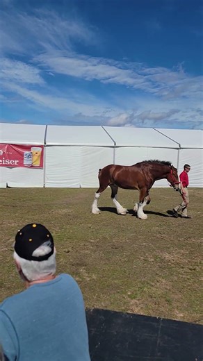 Budweiser Clydesdale horses at the USS Alabama Battleship Memorial Park, Mobile, AA.