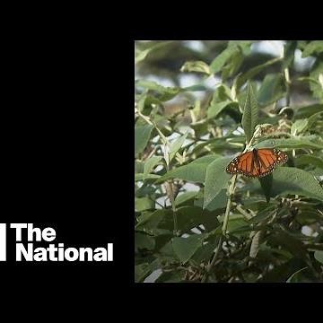 An estimated 50,000 western monarch butterflies return to California after sharp decline last year