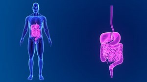 Digestive System Stock Footage Video (100% Royalty-free) 26394428 | Shutterstock