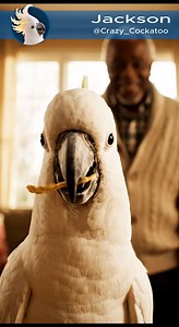Full episodes on YouTube: @Crazy_Cockatoo #cockatoo #parrot #funnyanimals #funnybirds #petsoftiktok #jackson_cockatoo | Jackson - Crazy Cockatoo
