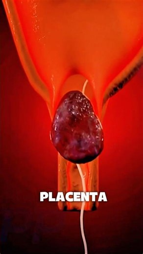 Placenta after delivery #placenta #baby #3danimation #pregnant