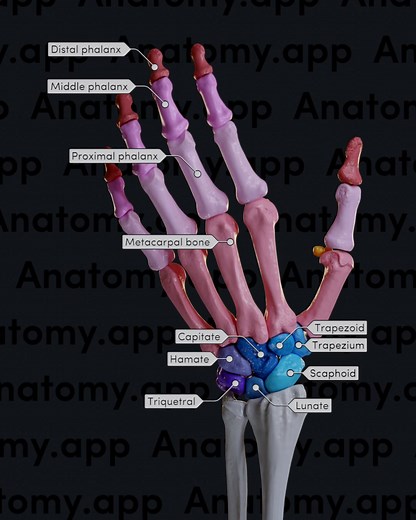 The human hand is a complex structure that represents the most distal part of the upper limb. The skeleton of each hand is usually formed by 27 bones.🖐💡 The bones of the hand can be further categorized into three groups: 🔸Carpal bones (carpals) - eight small, irregularly shaped bones that are arranged in two rows; they include the scaphoid, lunate, triquetral, pisiform, trapezium, trapezoid, capitate, and hamate; 🔸Metacarpal bones (metacarpals) - five similarly shaped long bones that link th