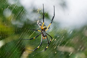 Arachnophobes Beware: The 8 Biggest Spiders in the U.S.