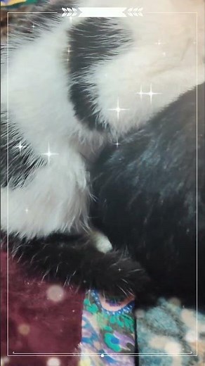 friends #fun #cat #friends #animals