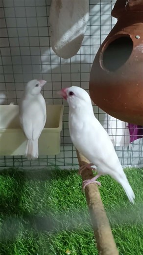 My cute 🥰🥰🐦🐦‍⬛ Java Sparrow 🐦🐦‍⬛♥️ #javasparrow #javabird #birds #birds #birdwings
