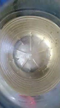 ⛼ mengukur ikan yang divoting cHana. kutuk or gabus. ternyata pas ada yg voting kutuk besok nya mati