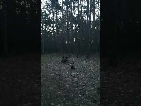 Gorillas in The Mist.